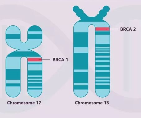 localización de los genes BRCA